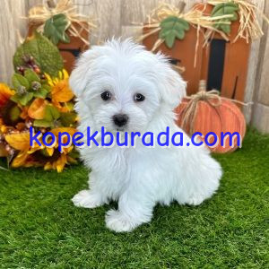 Maltese terrier cinsi