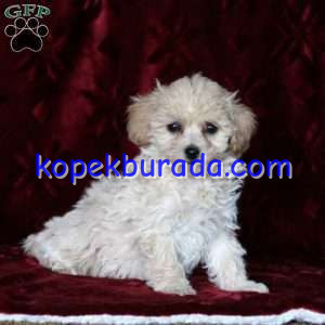 Maltese terrier cinsi