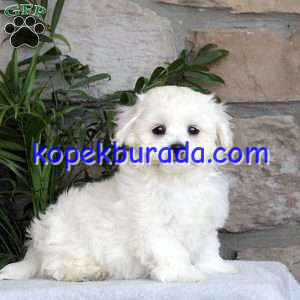 Maltese terrier cinsi