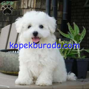 KAR BEYAZ MALTESE TERRİER CİNSLERİ