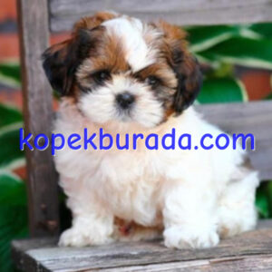 Shih tzu cinsi ev üretimi yavrular