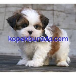 Shih tzu cinsi ev üretimi yavrular - fotoğraf 2