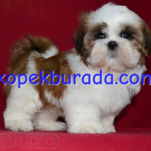 Shih tzu cinsi ev üretimi yavrular