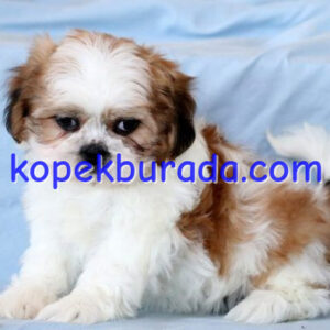 Shih tzu cinsi ev üretimi yavrular - fotoğraf 2