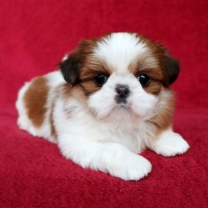 Shih tzu cinsi ev üretimi yavrular