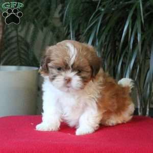 Shih tzu cinsi ev üretimi yavrular