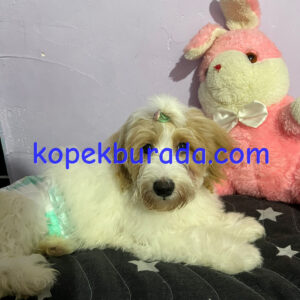 KAHVE TONLU MALTİPOO CİNSİ YAVRULAR EV ÜRETİMİ