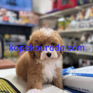 Kahve tonlu maltipoo cinsi yavrular ev üretimi