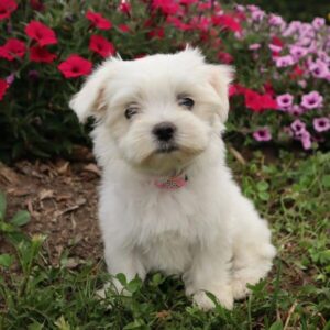 Maltese terrier cinsi - fotoğraf 2