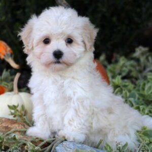 Maltese terrier cinsi - fotoğraf 2