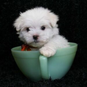 Maltese terrier cinsi