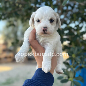 Maltese terrier cinsi