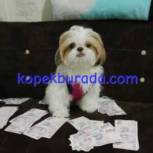 Shih tzu cinsi ev üretimi yavrular