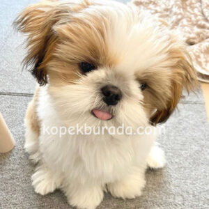 Shih tzu cinsi ev üretimi yavrular - fotoğraf 2