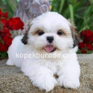 Shih tzu cinsi ev üretimi yavrular