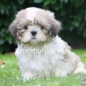 Shih tzu cinsi ev üretimi yavrular - fotoğraf 2