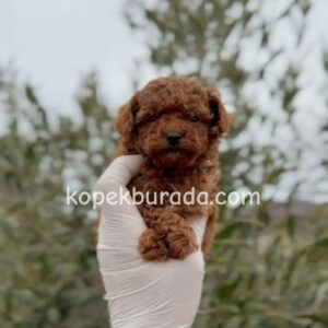 TOY POODLE SEVİMLİ YAVRULAR EV ÜRETİMİ