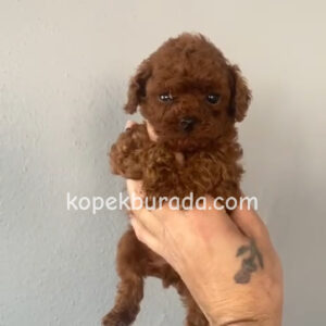 TOY POODLE SEVİMLİ YAVRULAR EV ÜRETİMİ