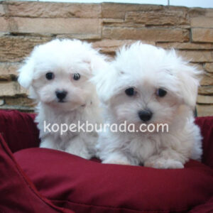 Maltese terrier cinsi