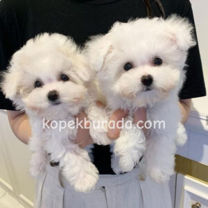 MALTESE TERRİER CİNSİ