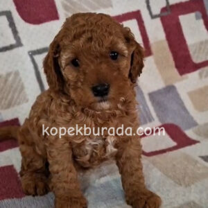 KIPKIRMIZI RED TOY POODLE SEVİMLİ YAVRULAR