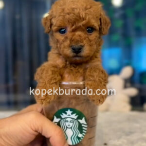 TOY POODLE SEVİMLİ YAVRULAR
