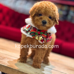 TOY POODLE SEVİMLİ YAVRULAR