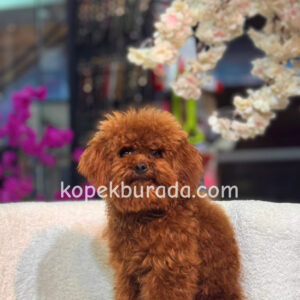 TOY POODLE SEVİMLİ YAVRULAR