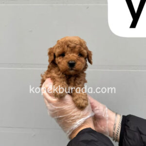 TOY POODLE SEVİMLİ YAVRULAR
