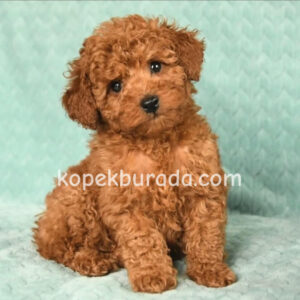 TOY POODLE SEVİMLİ YAVRULAR