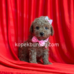 Kahve tonlu maltipoo cinsi yavrular ev üretimi