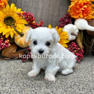 MALTESE TERRİER CİNSİ