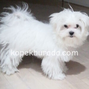 MALTESE TERRİER CİNSİ
