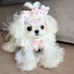 KAR BEYAZ MALTESE TERRİER CİNSLERİ