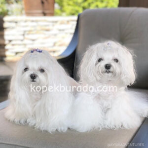 MALTESE TERRİER CİNSİ