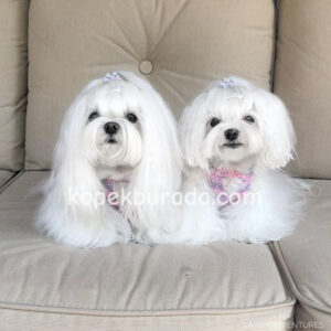 MALTESE TERRİER CİNSİ