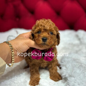 TOY POODLE SEVİMLİ YAVRULAR