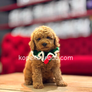 RED TOY POODLE SEVİMLİ YAVRULAR