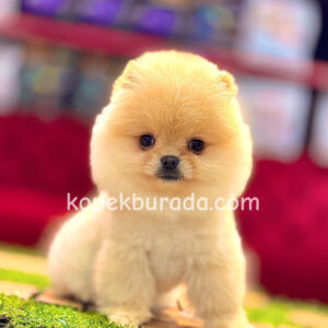 Pomerrian boo ayı suratlı