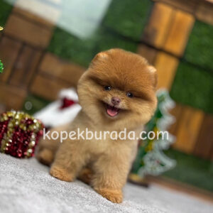 Pomeranian boo ayı suratlı - fotoğraf 2