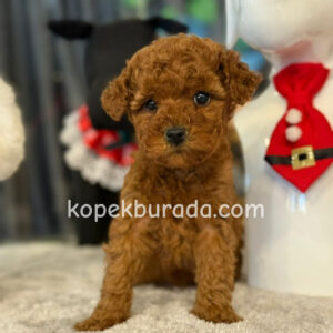 TOY POODLE SEVİMLİ YAVRULAR