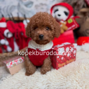 TOY POODLE SEVİMLİ YAVRULAR