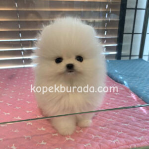 Pomerrian boo ayı suratlı