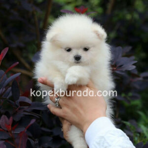 Pomerrian boo ayı suratlı
