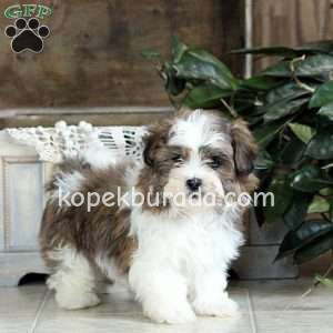 Kahve tonlu maltipoo cinsi yavrular ev üretimi