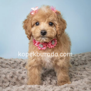 Kahve tonlu maltipoo cinsi yavrular ev üretimi - fotoğraf 2