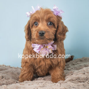 Kahve tonlu maltipoo cinsi yavrular ev üretimi - fotoğraf 2