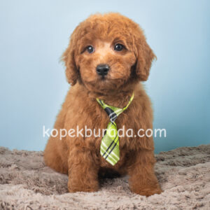 Kahve tonlu maltipoo cinsi yavrular ev üretimi - fotoğraf 2