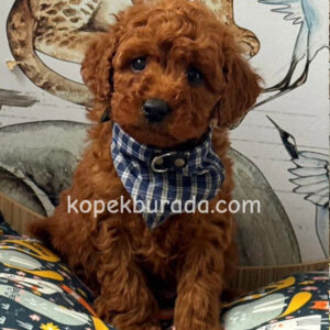 TOY POODLE SEVİMLİ YAVRULAR