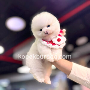 Pomerrian boo ayı suratlı